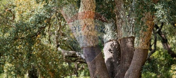 Grundstück in Alcacer do Sal, Portugal 696250m², Nr. 92302 5