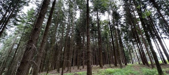 Terrain à Freyung-Grafenau, Germany No. 124322 2