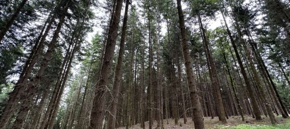 Terrain à Freyung-Grafenau, Germany No. 124322 3