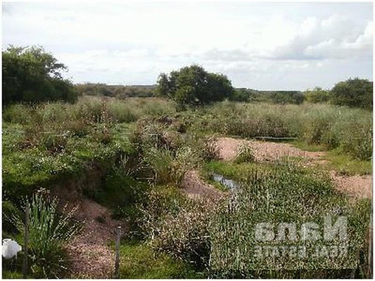 Ferme à Maldonado, Uruguay No. 14319