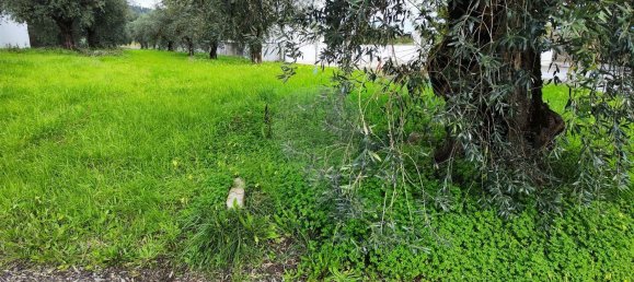 910m² Land in Coimbra, Portugal No. 85167 5