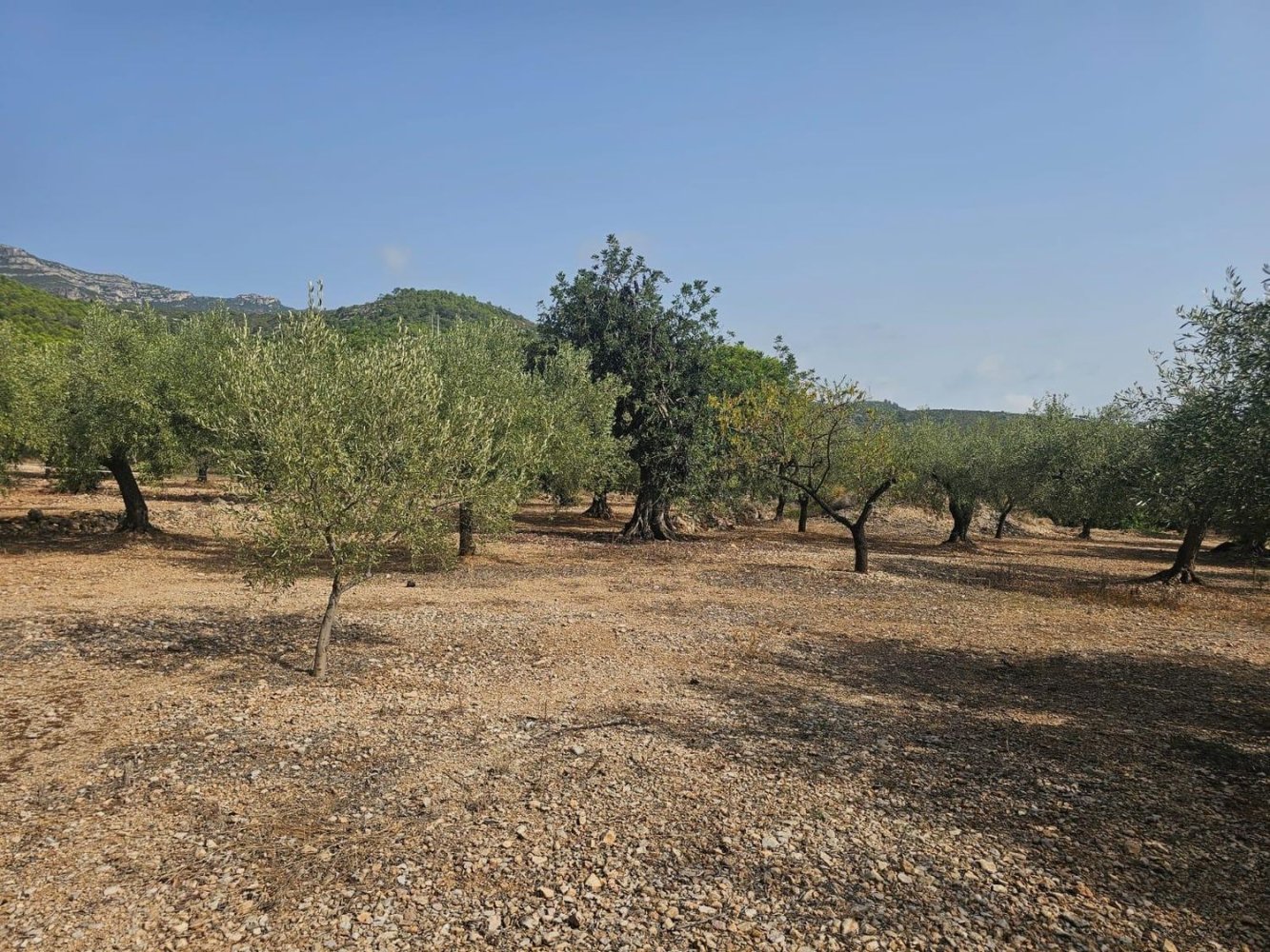  قطعة أرض في Alcanar, Spain رقم 213774