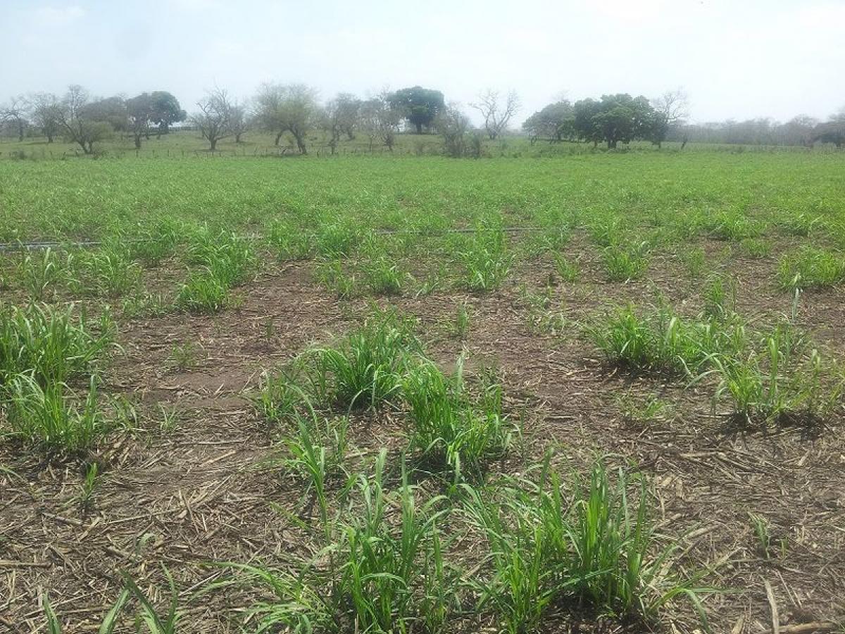 Grundstück in Veracruz, Mexico, Nr. 203284