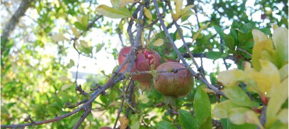 1920m² Land in Sao Bartolomeu de Messines, Portugal No. 38996 12