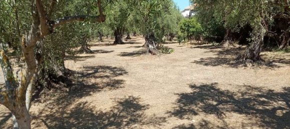 Terra em Zakynthos, Greece N.º 579 11