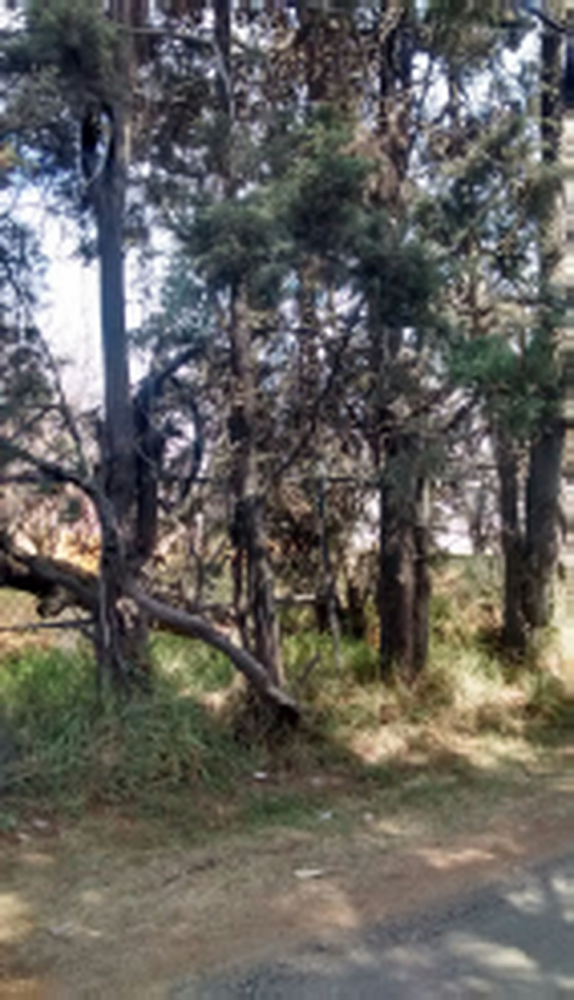 Grundstück in Mexico, Nr. 202557