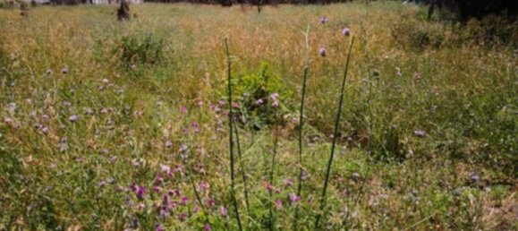 Земельный участок 8000м² в Сан-Луис-де-Сабинильяс, Испания № 149456 3