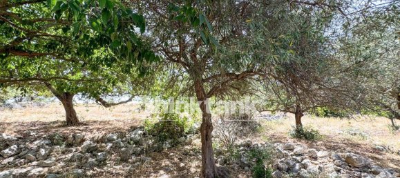 20000m² Land in Solarino, Italy No. 260932 14