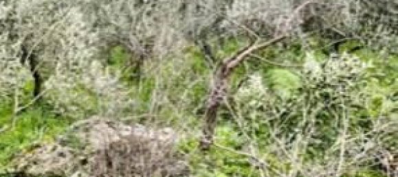 2700m² Land in Monreale, Italy No. 138626 4