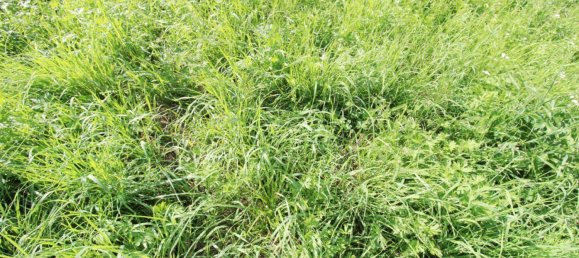  مستودع في Rainbach im Muhlkreis, Austria 325متر مربع رقم 251076 4