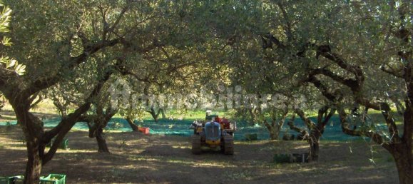 Terreno em Lentella, Italy 56880 m² N.º 296492 3