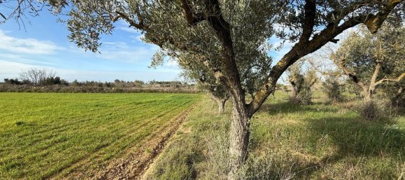 Terrain à Galatone, Italy 12625m² No. 177649 16