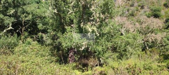 Terreno de 3 dormitorios en Monchique, Portugal No. 151596 17