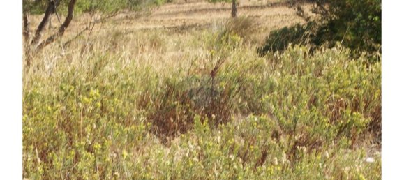 Grundstück in Silves, Portugal 54880m², Nr. 38981 5