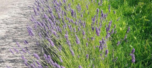 7 Schlafzimmer Villa in Pecetto di Valenza, Italy, Nr. 379687 19