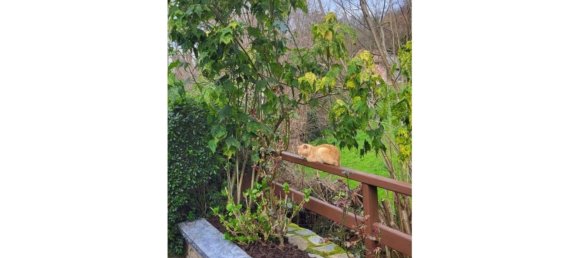 Terreno en Laviana, Spain 564 m² No. 81819 14