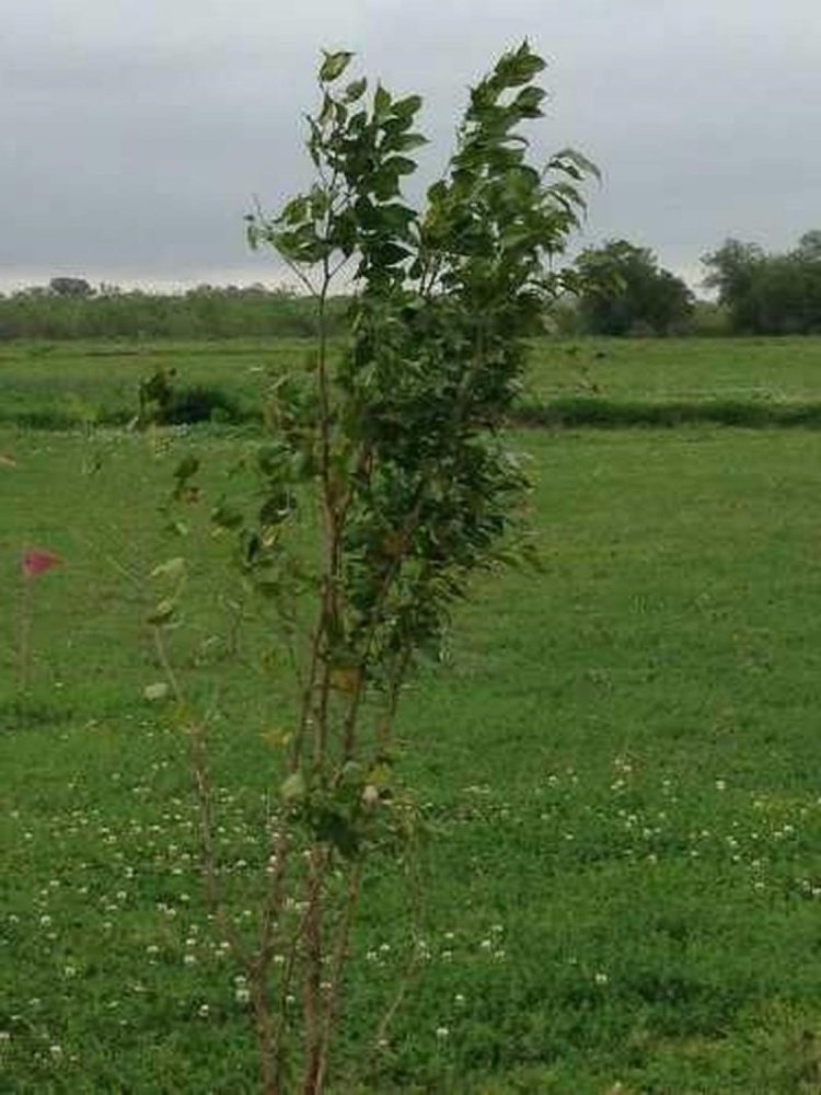  Land in Ezeiza, Argentina No. 35760