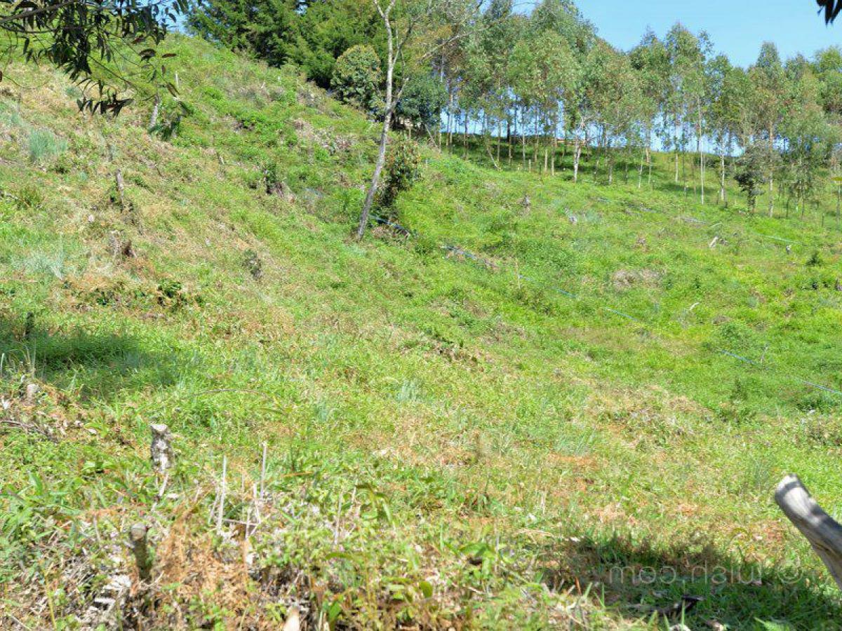  Land in Antioquia, Colombia No. 443