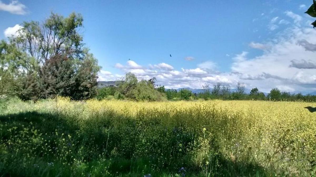  Land in Maule, Chile No. 1155