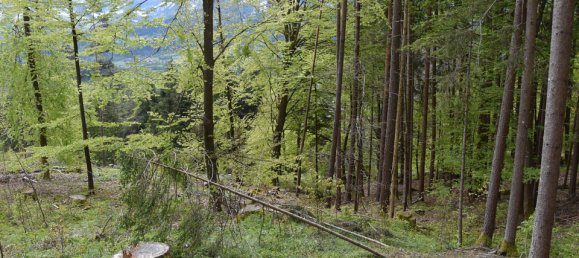 Terreno de 3 habitaciónes en Ludmannsdorf, Austria No. 79911 37