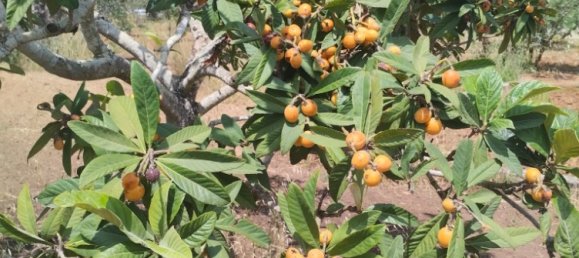 Земельный участок 6000м² в Matino, Италия № 275312 4