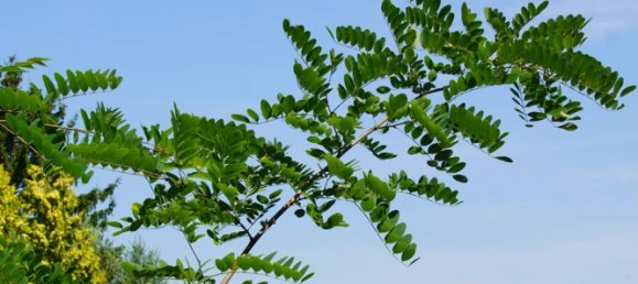 7 rooms Townhouse in Teltow-Flaming, Germany No. 244055 13