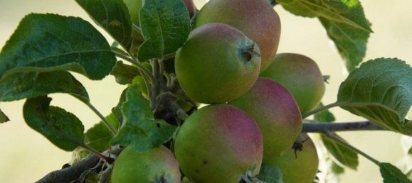 7 rooms Townhouse in Teltow-Flaming, Germany No. 244055 17