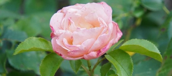 7 rooms Townhouse in Teltow-Flaming, Germany No. 244055 14