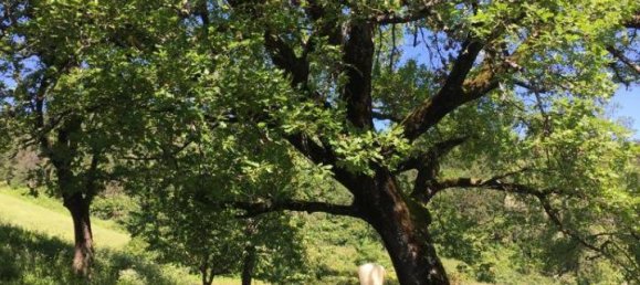 Villa de 9 habitaciónes en Castiglione dei Pepoli, Italy No. 18088 6