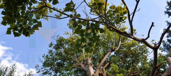 20-Zimmer Haus in Syracuse, Italy, Nr. 248002 10