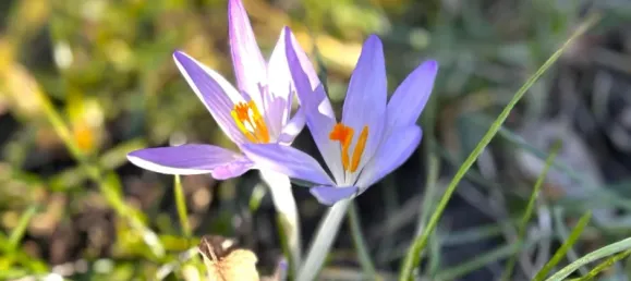 Terrain à Rosenthal, Germany No. 97127 2