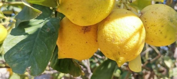 520m² Commercial property in Saronida, Greece No. 2896 25