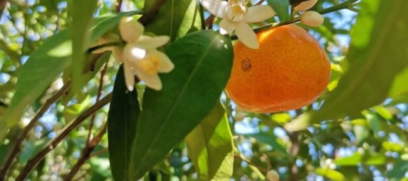 520m² Commercial property in Saronida, Greece No. 2896 24