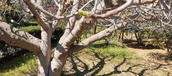 520m² Commercial property in Saronida, Greece No. 2896 22