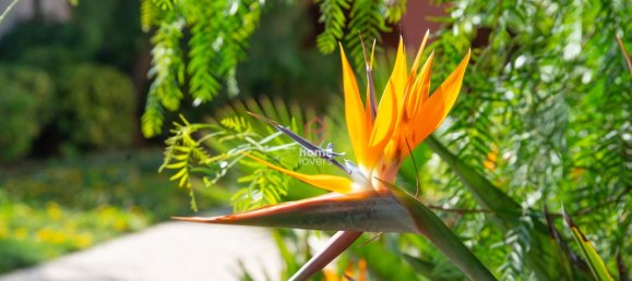 Duplex T5 em Cascais, Portugal N.º 137262 33