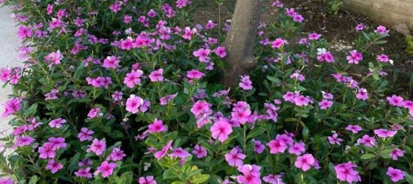 20 rooms Building in Ricadi, Italy No. 26319 41