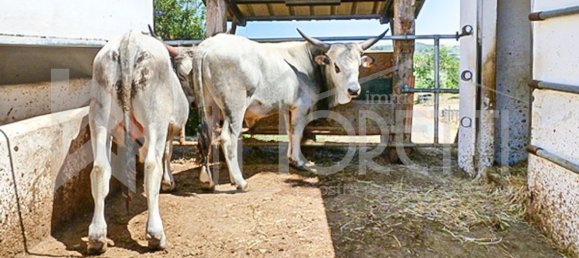 Casa de 30 habitaciónes en Rosignano Marittimo, Italy No. 138849 35