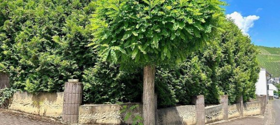  Land in Bernkastel-Wittlich, Germany No. 268237 11