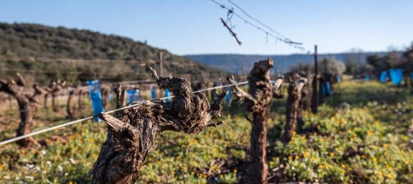 قطعة أرض في Le Bosc, France 43515متر مربع رقم 205409 2