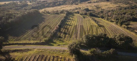 قطعة أرض في Le Bosc, France 43515متر مربع رقم 205409 7