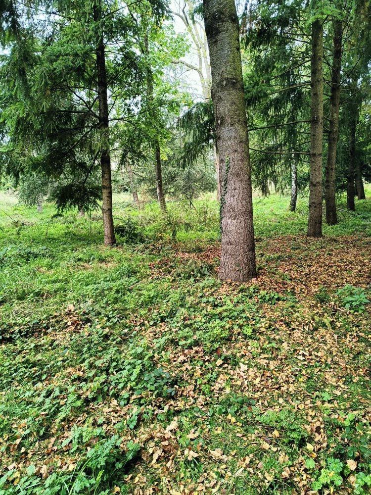 Grundstück in Saint-Priest-en-Jarez, France, Nr. 88127