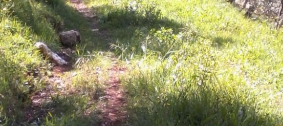 140m² Land in Camaiore, Italy No. 174895 3