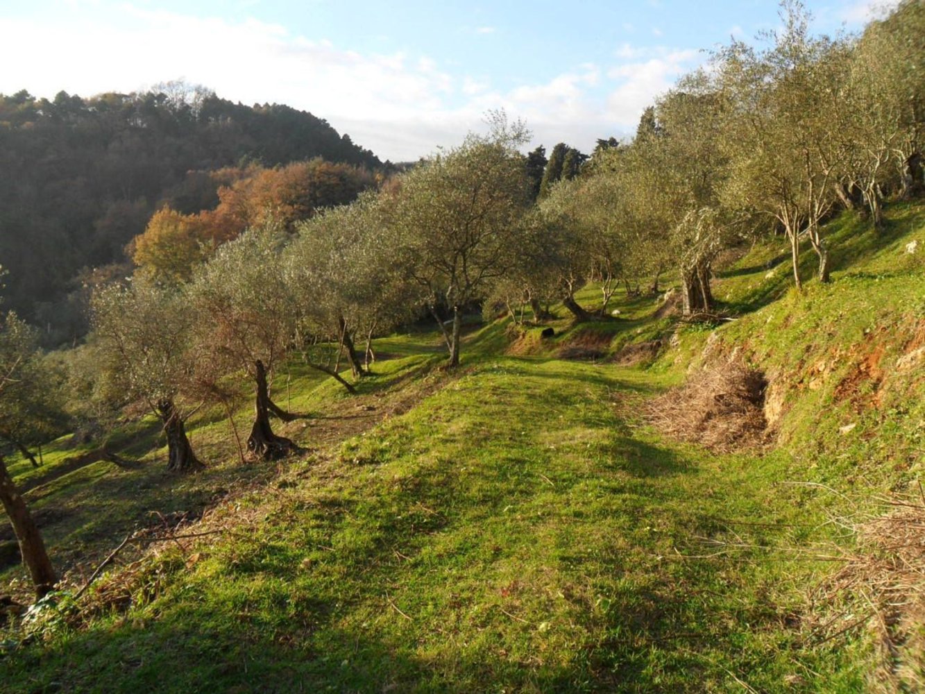 140m² Land in Camaiore, Italy No. 174895