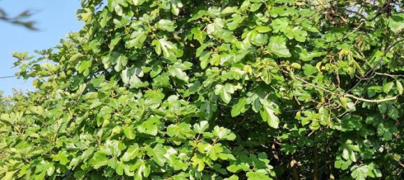 8 rooms Townhouse in Overath, Germany No. 108567 26