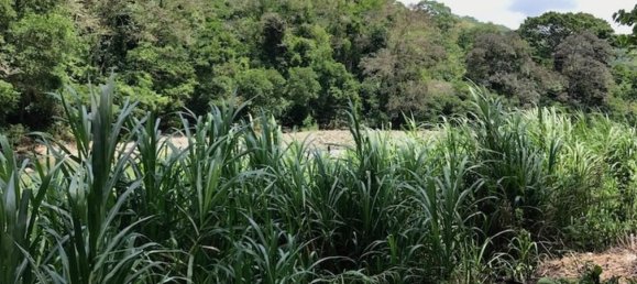  قطعة أرض في Perez Zeledon, Costa Rica رقم 1495 6