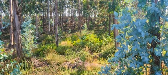 Terreno en Mortagua, Portugal No. 82500 2