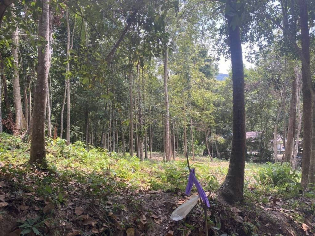 Terrain à Wiang Sa, Thailand No. 19345