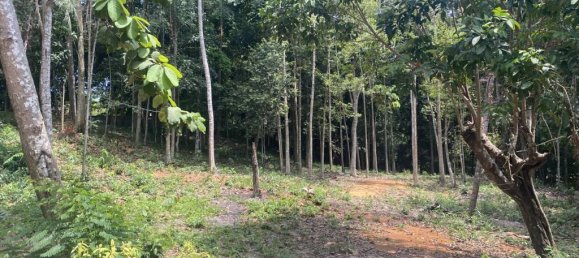 Terrain à Wiang Sa, Thailand No. 19345 10