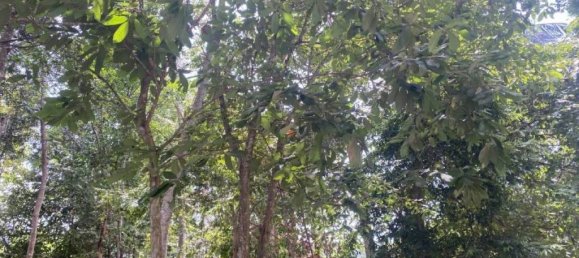 Terrain à Wiang Sa, Thailand No. 19345 7