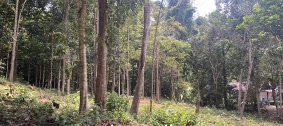  عقار تجاري في Wiang Sa, Thailand رقم 19345 7